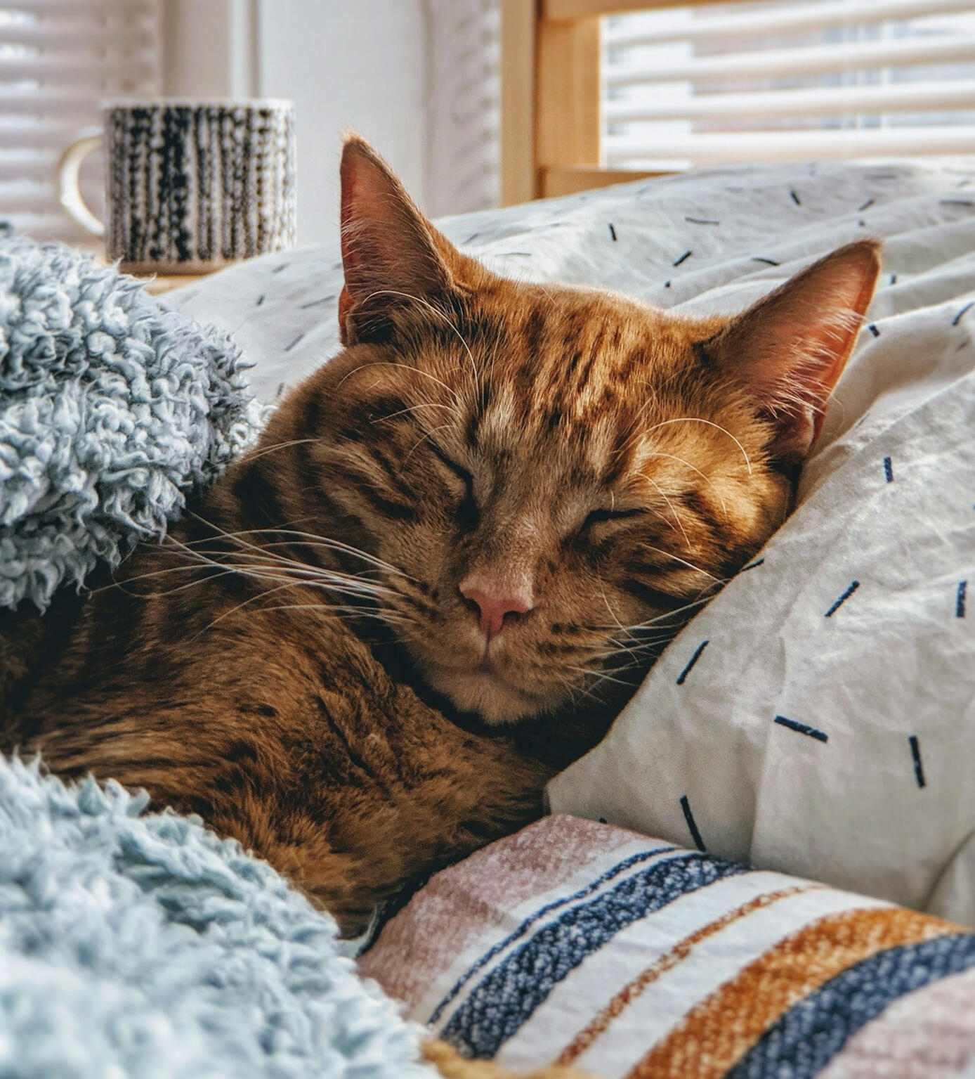Chat tigré orange couché dans un lit, les yeux fermés, entouré de couvertures et d'une tasse en arrière-plan.